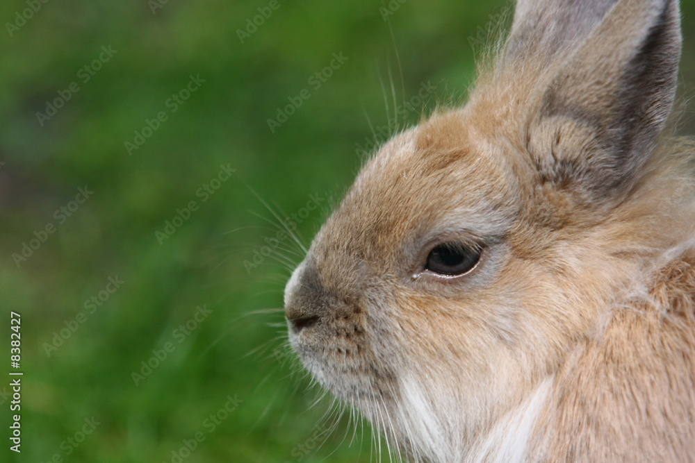 Fototapeta premium kaninchen