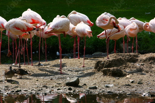 Fényképezés flamingo