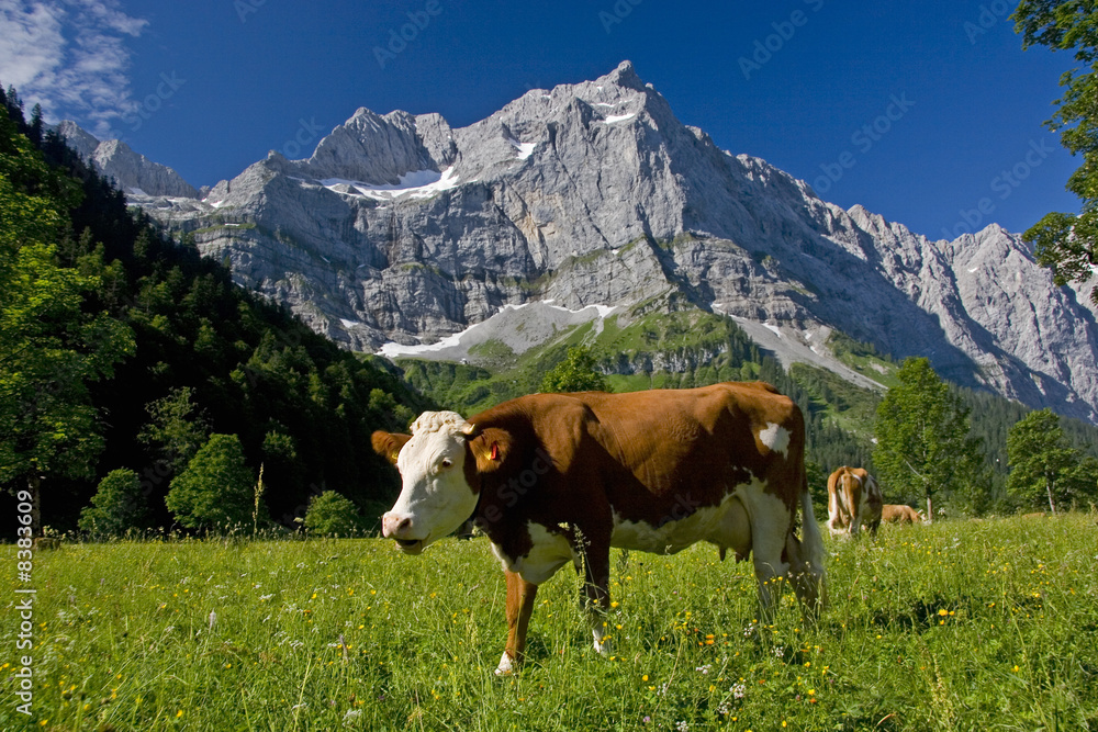 Kühe am großen Ahornboden