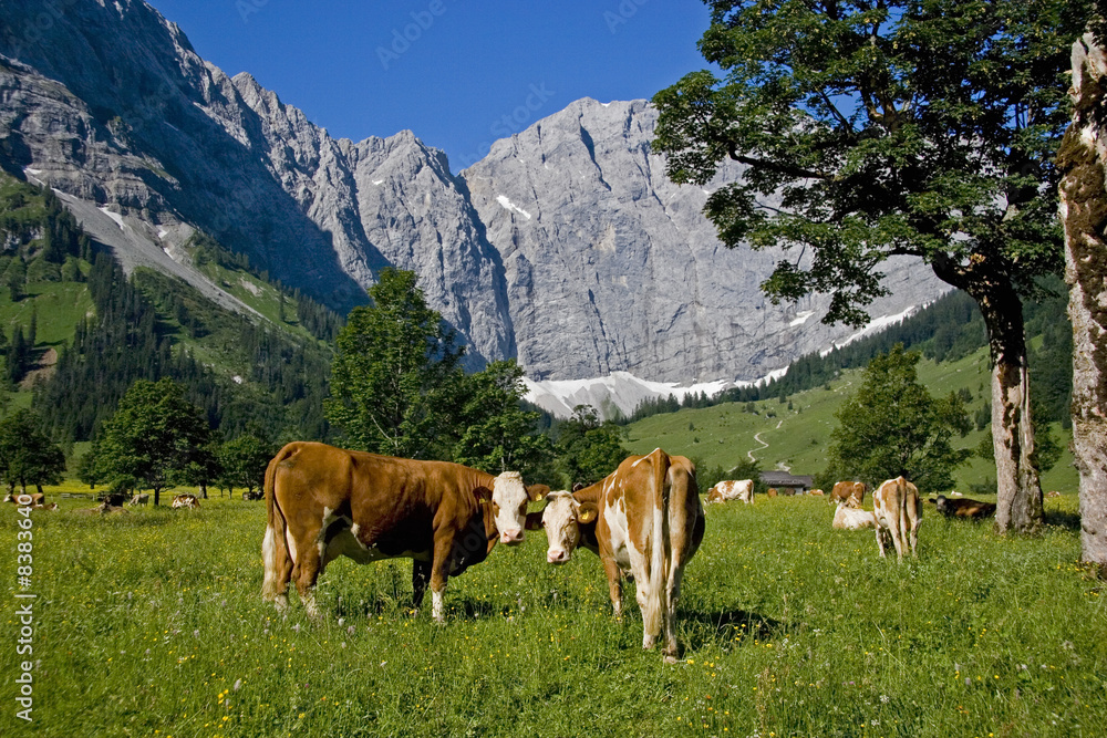 Kühe am großen Ahornboden