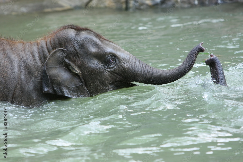 Fototapeta premium elefant