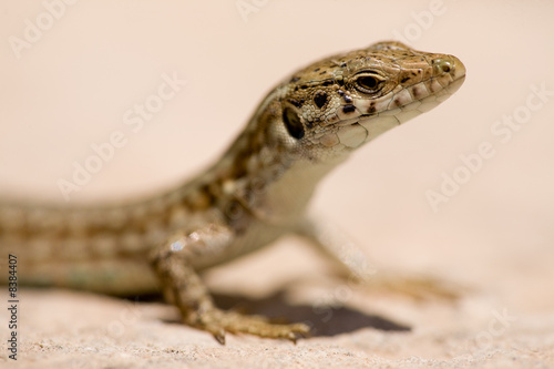 Lizard Macro