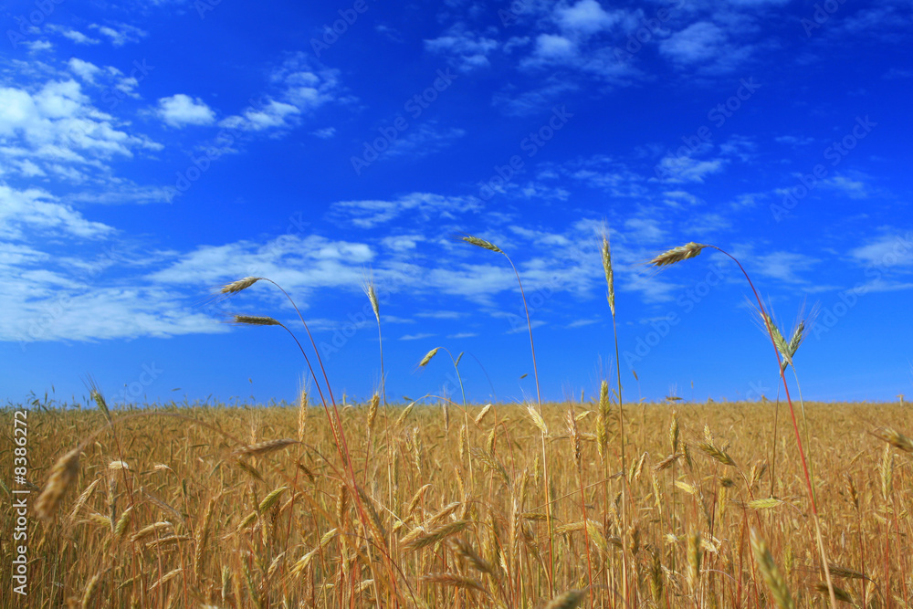 Obraz premium Golden field under blue