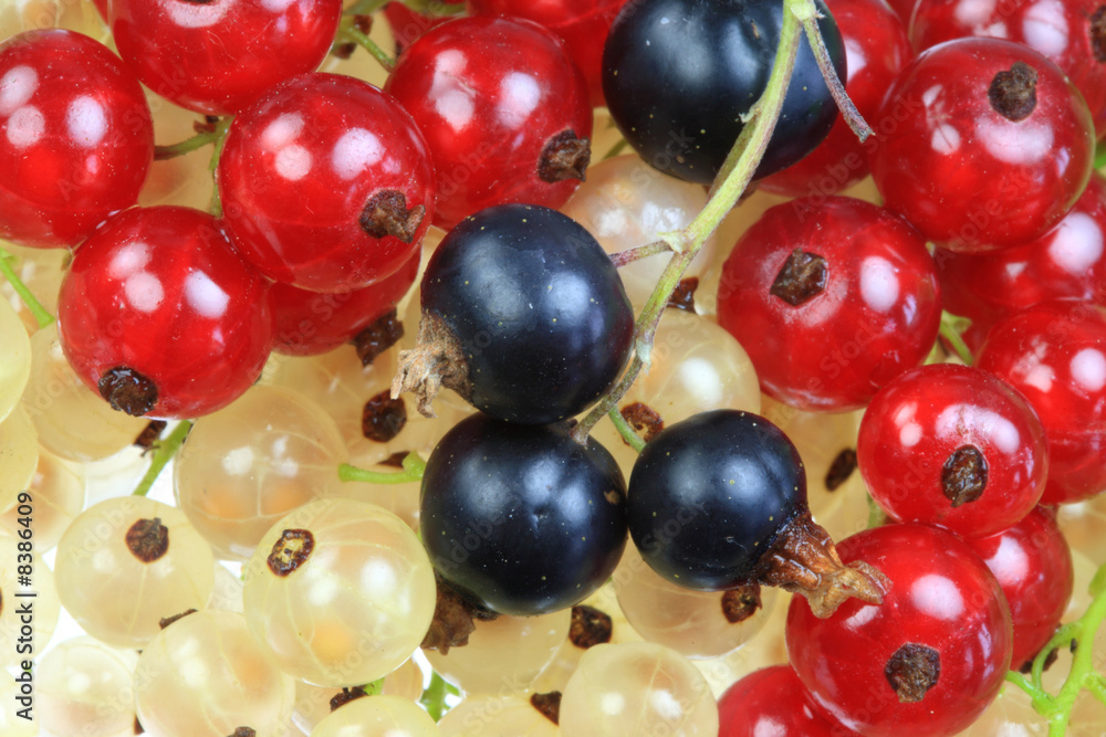 White, black and red currants. White, black and red currants.