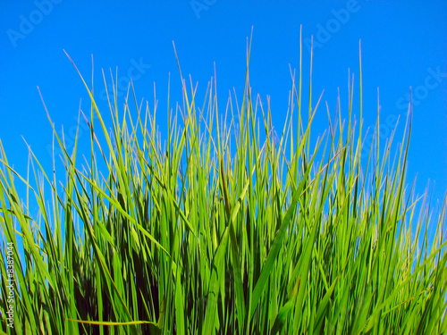 grass