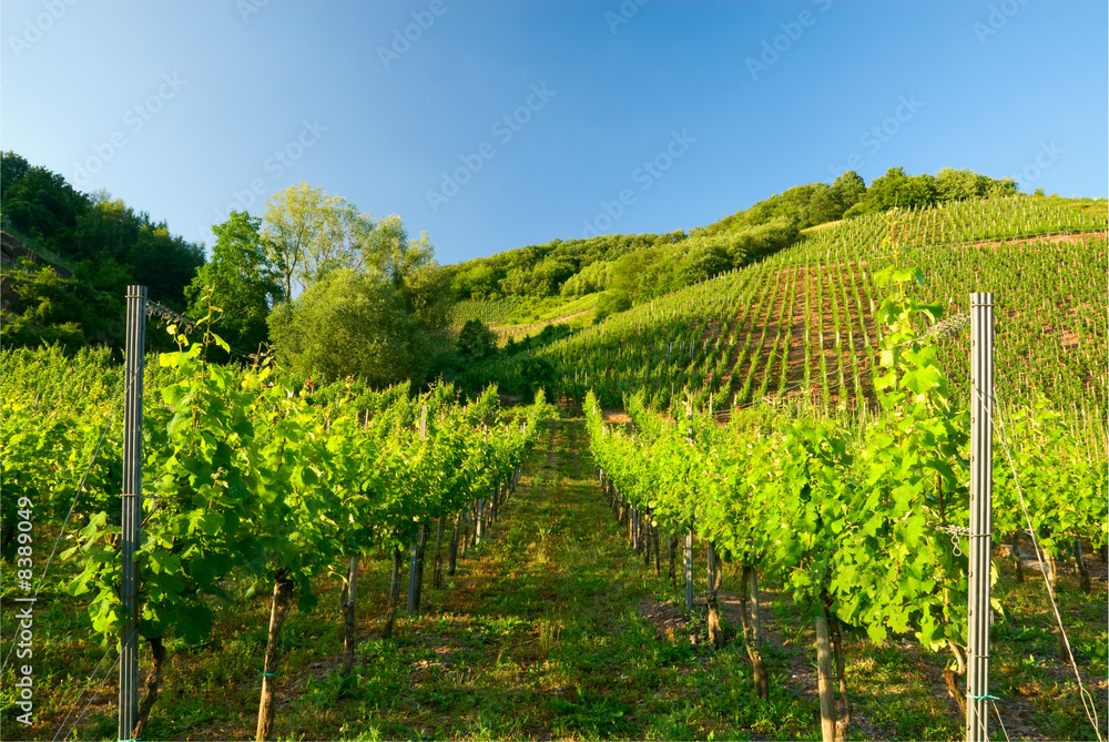 vineyards along the mosel