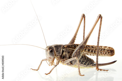 grasshoppers