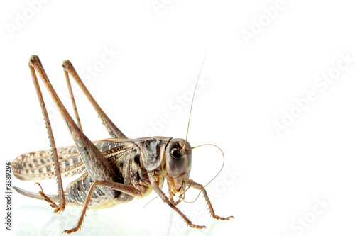 grasshoppers