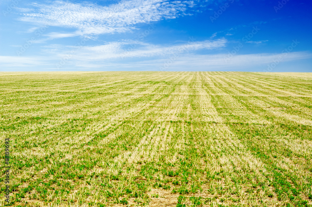 spring field spring field