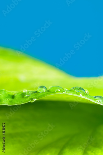 Waterdrops