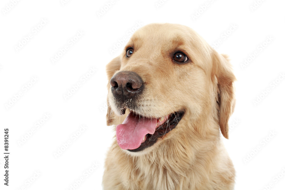 snout snout