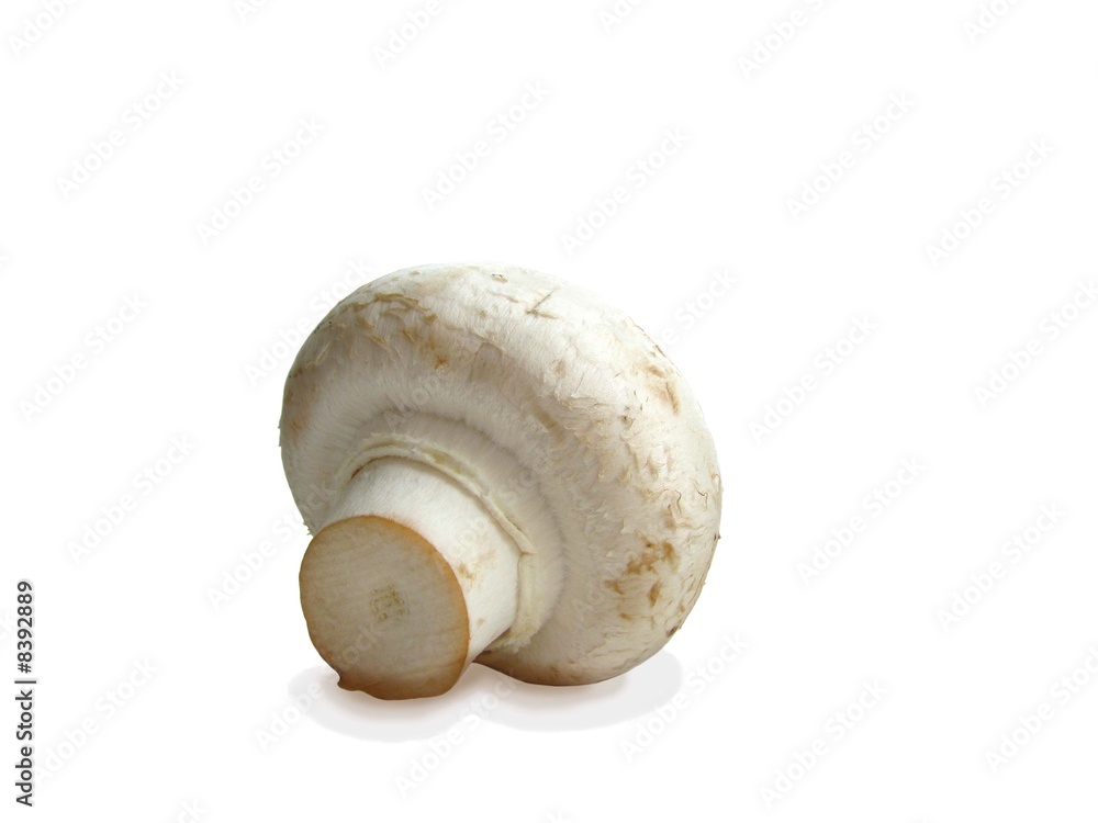 one mashroom on a white backgrownd one mashroom on a white backgrownd