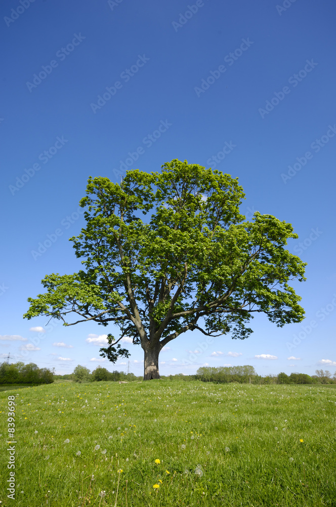 Obraz premium Landscape with tree and blue sky