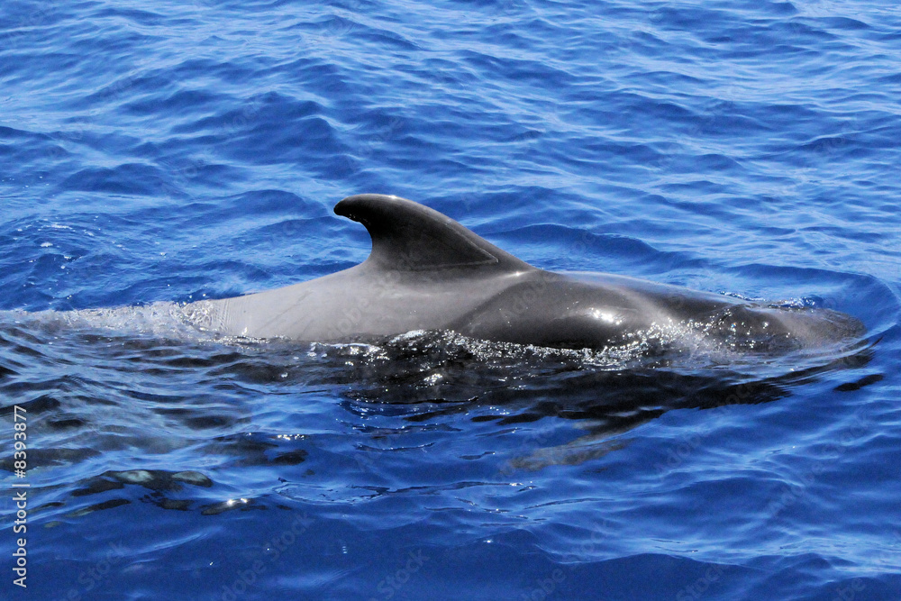 Fototapeta premium Wal