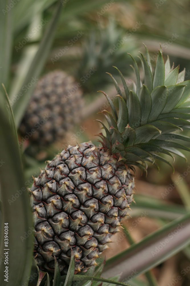 champs d'ananas champs d'ananas