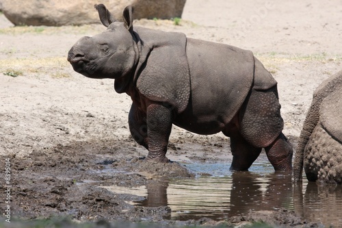 Baby Indian Rhino 2