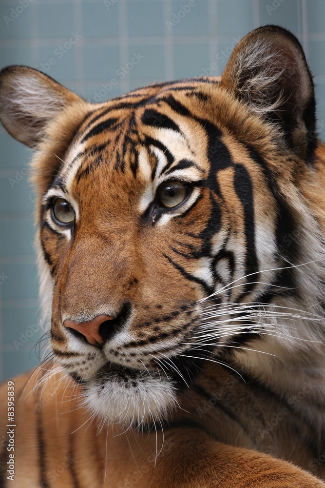 Fototapeta premium Young Tiger