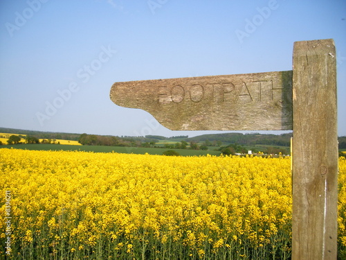 Canola Farm - Footpath through the field