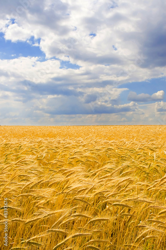 golden wheat field and blue sky background