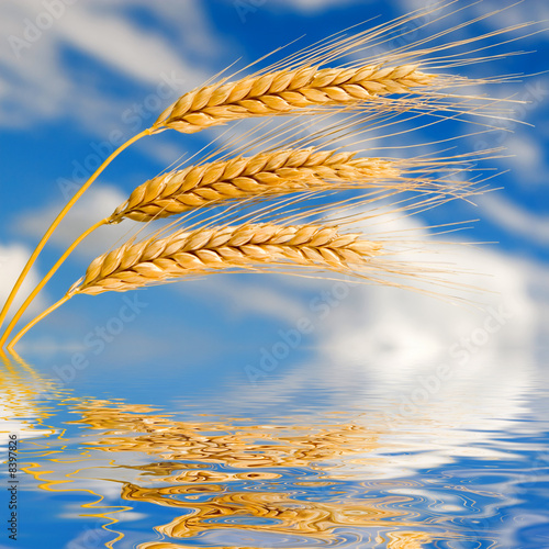 golden wheat in the blue sky background