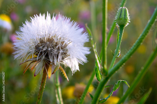 Dandelion