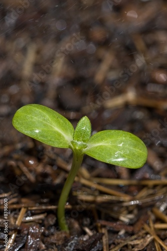 seedling