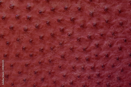 ostrich skin texture photo