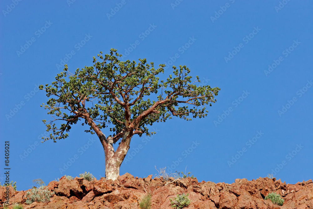 Corkwood tree (Commiphora spp.), Namibia, southern Africa Corkwood tree (Commiphora spp.), Namibia, southern Africa