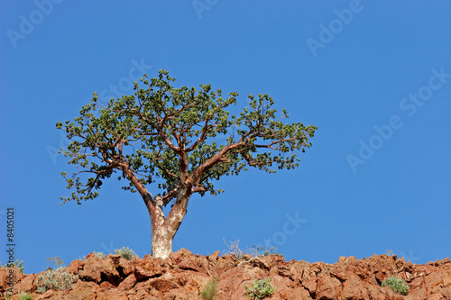 Corkwood tree (Commiphora spp.), Namibia, southern Africa