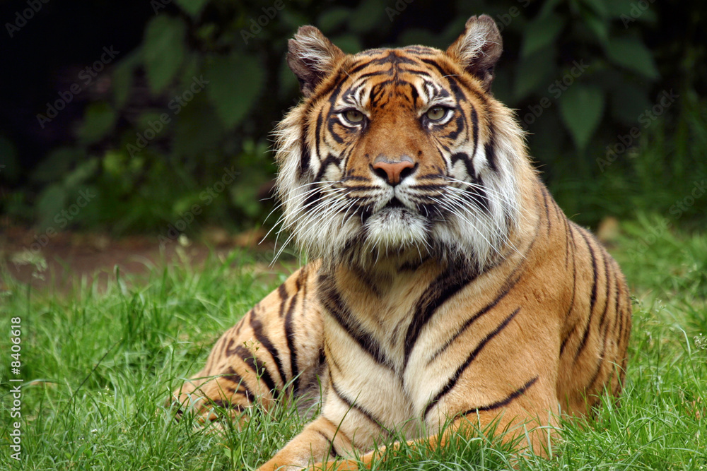 Fototapeta premium Bengal tiger from India panthera tigris tigris