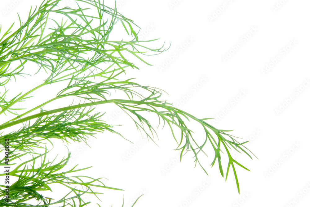 fresh dill herb isolated .close up