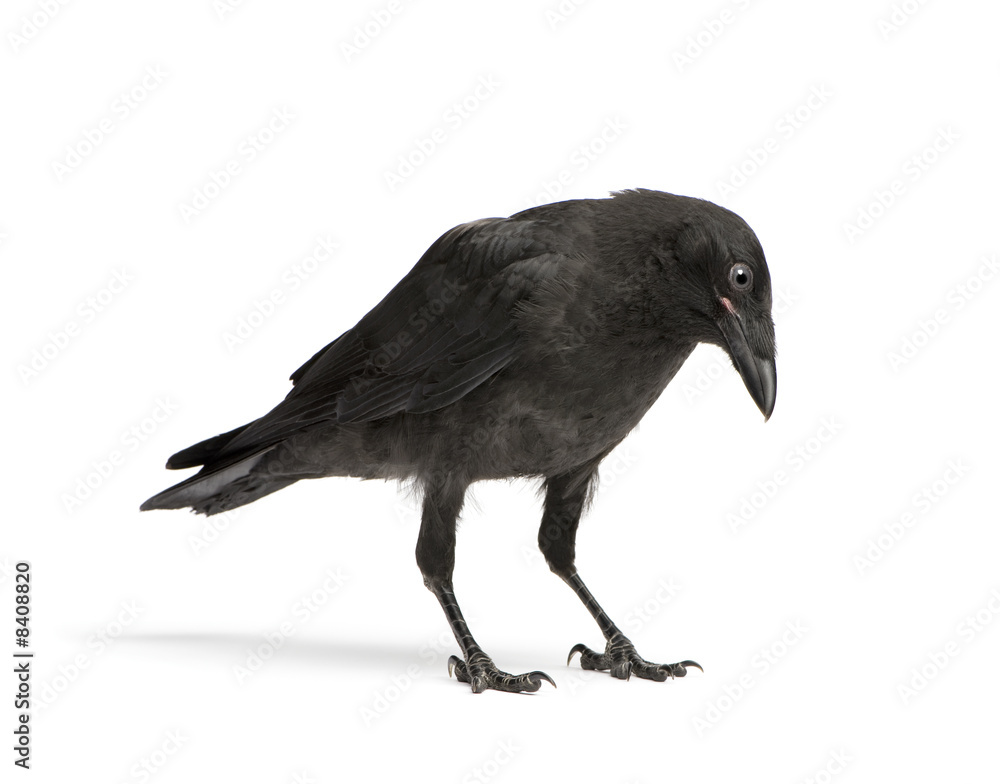 Obraz premium Young Carrion Crow - Corvus corone (3 months)
