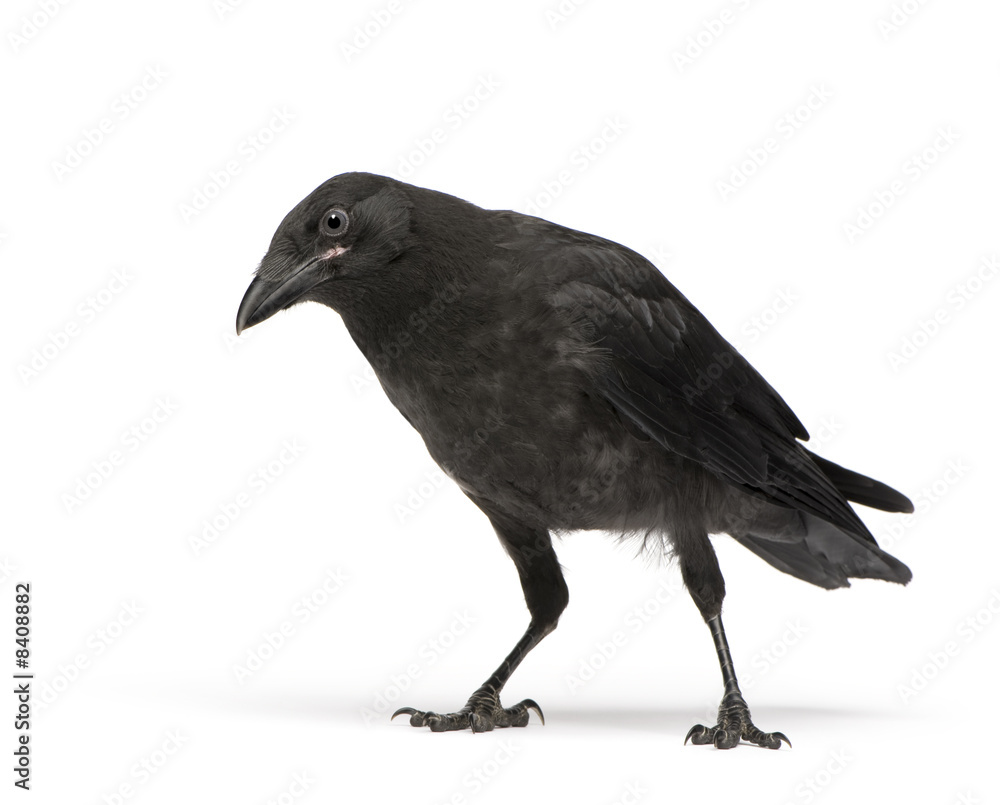Fototapeta premium Young Carrion Crow - Corvus corone (3 months)