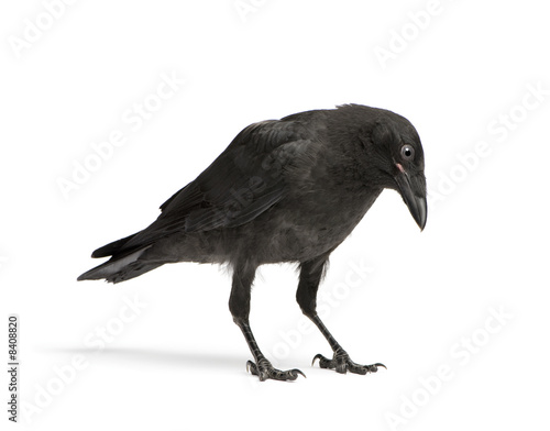 Slika na platnu Young Carrion Crow - Corvus corone (3 months)