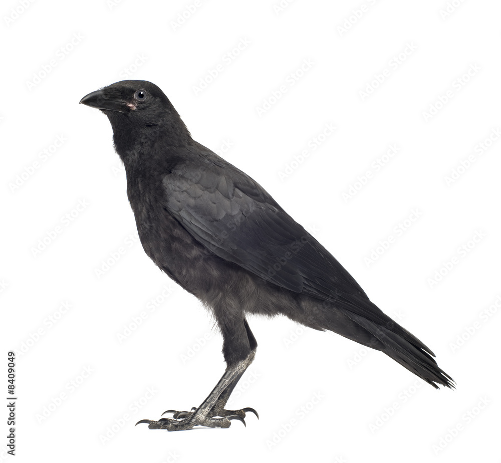 Young Carrion Crow - Corvus corone (3 months) Young Carrion Crow - Corvus corone (3 months)