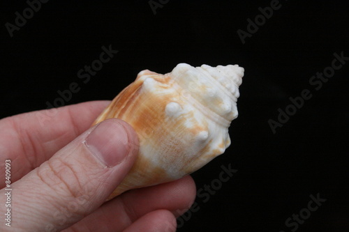 held shell