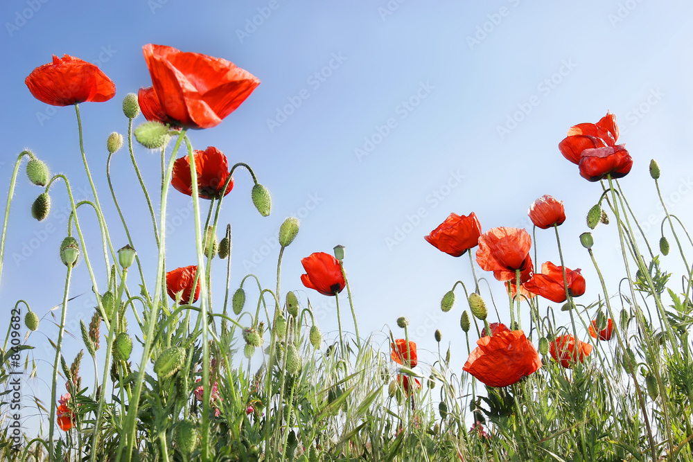 Obraz premium red poppies on sky background