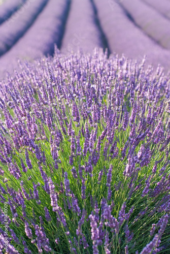 champ de lavandes en fleurs photo