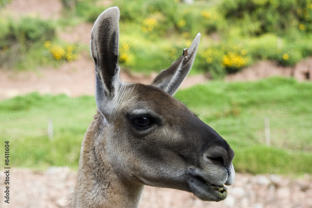 Llama Llama