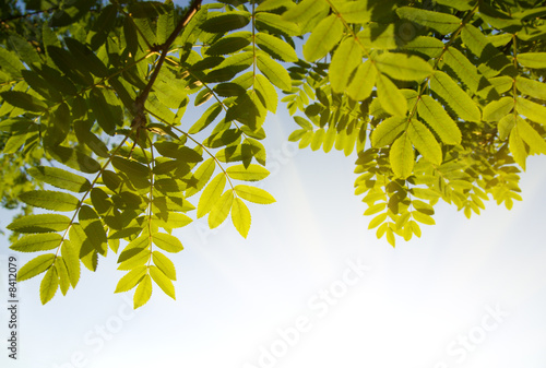 Foto leafs of rowan-tree