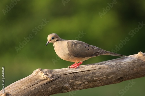 A Beautiful Dove © gregg williams