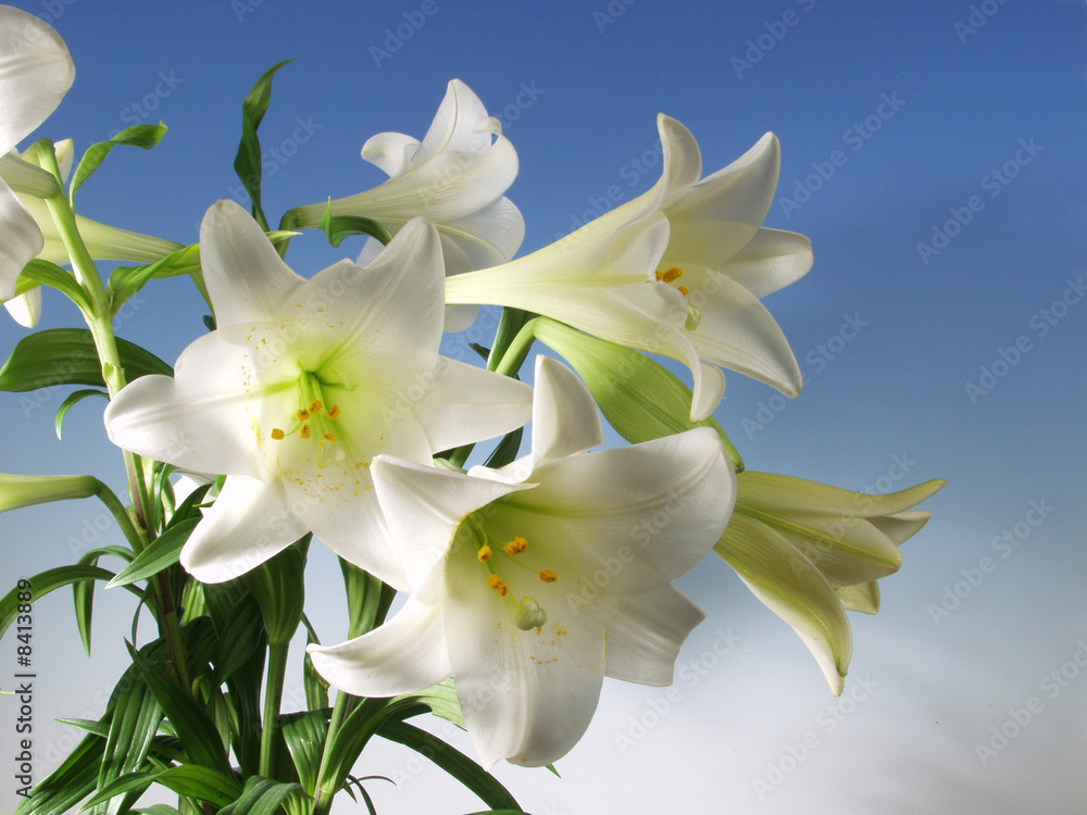 Fototapeta premium Flower Composition