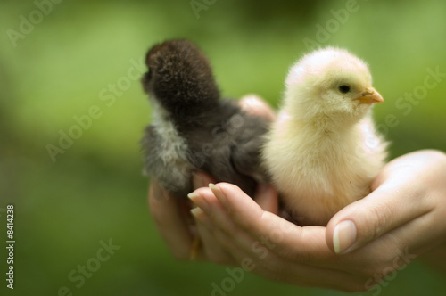chickens in hands