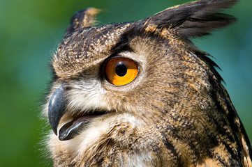 Wandcirkels Uil Grote gehoornde uil in bosomgeving  © avdwolde