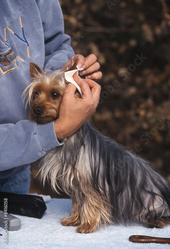 Fototapeta Naklejka Na Ścianę i Meble -  nettoyage  Silky terrier