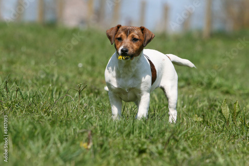 debout Jack Russel terrier