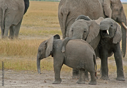 Junge afrikanische Elefanten  Kenia