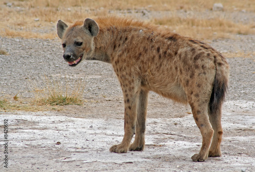 Hyäne, Tüpfelhyäne,  Afrika, Kenia, wildlife