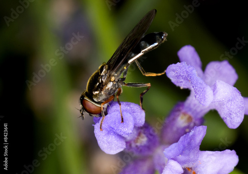 Fly on flower