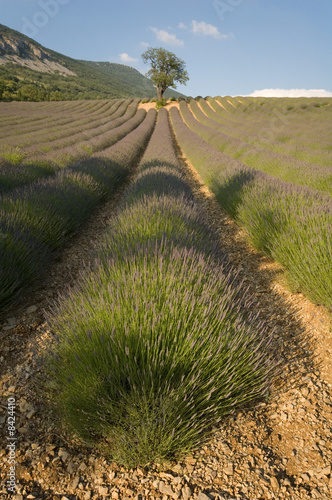 Plantations de lavandes